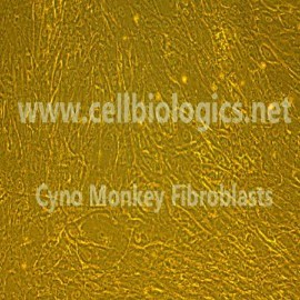 Monkey Primary Aortic Fibroblasts